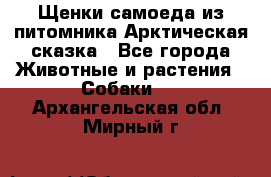 Щенки самоеда из питомника Арктическая сказка - Все города Животные и растения » Собаки   . Архангельская обл.,Мирный г.